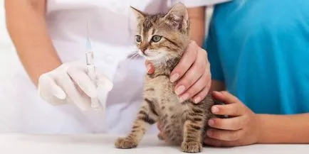 Programul de imunizare pentru pisoi si pisici - blog veterinarii - belanta