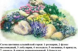 Кам'яна троянда посадка і догляд