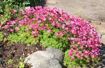 Saxifrage Arends (saksifraga) de plantare și îngrijire, fotografie