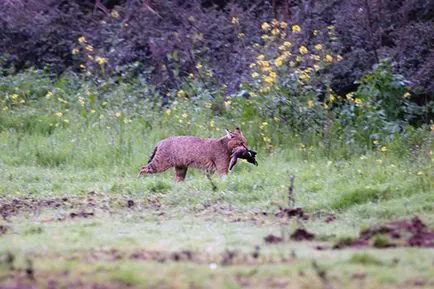 Jungle cat (ház) - fotó, leírás, tápanyagtartalom, vásárlás