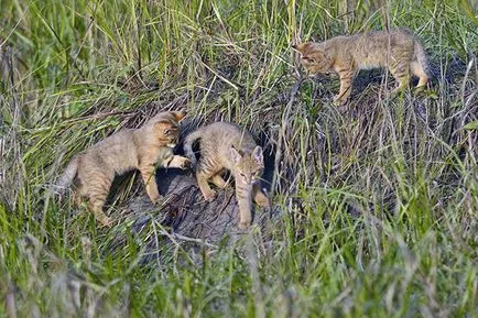 Jungle cat (ház) - fotó, leírás, tápanyagtartalom, vásárlás