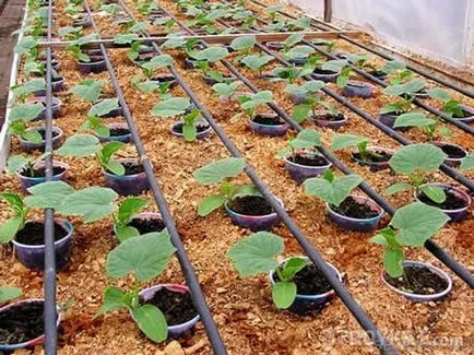 Csepegtető öntözés telken - telek, kerti zöldség kunyhó - Lot öntözés
