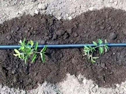 Csepegtető öntözés telken - telek, kerti zöldség kunyhó - Lot öntözés