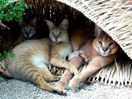 Jungle cat (ház) - fotó, leírás, tápanyagtartalom, vásárlás