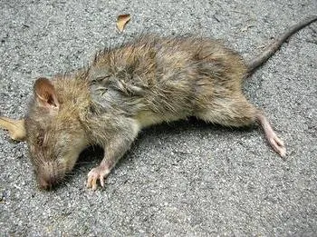 De ce visul unui șobolan mort de vis