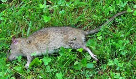 De ce visul unui șobolan mort de vis