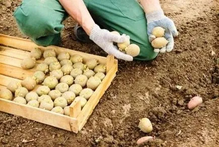 Картопля пикассо опис сорту, фото, відгуки