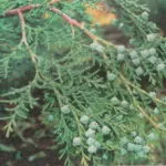 Chamaecyparis lawsoniana plantare Ellwood și îngrijire de plante