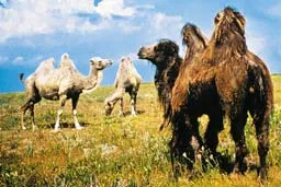 Camel - nava a articolului desert despre Egipt - în