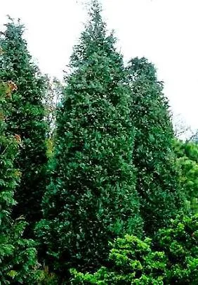 Chamaecyparis lawsoniana plantare Ellwood și îngrijire de plante