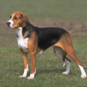 De ce vis de un câine mort - spune Downers, vipezoterika