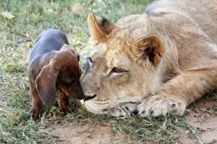 De ce vis de un leu, care înseamnă un animal într-un vis