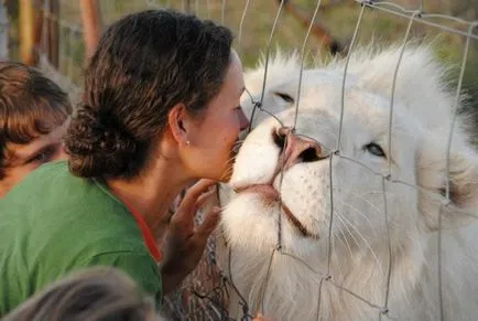 De ce vis de un leu, care înseamnă un animal într-un vis