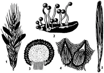 Clasa Ascomycetes, sau marsupialele ciuperci, Ascomycetes