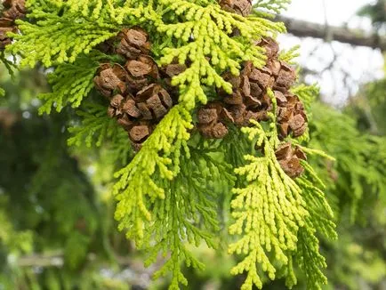 Cypress fotók és fajok ültetési és ápolási otthon