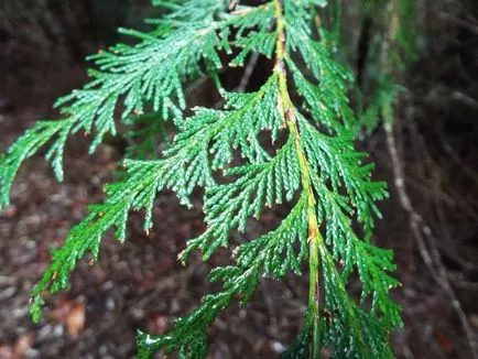 Cypress fotók és fajok ültetési és ápolási otthon