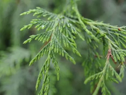 Cypress fotók és fajok ültetési és ápolási otthon