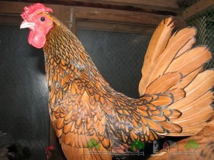 Класификация на пилешки породи, тяхното описание, снимки и видео преглед