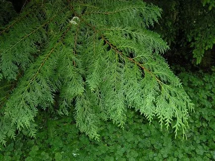 Cypress fotók és fajok ültetési és ápolási otthon