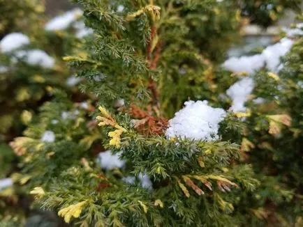 Cypress fotók és fajok ültetési és ápolási otthon