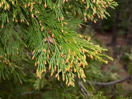 Cypress fotók és fajok ültetési és ápolási otthon