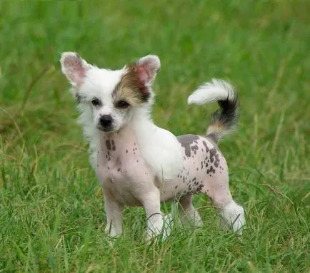 Chineză pui Crested Dog, preturi