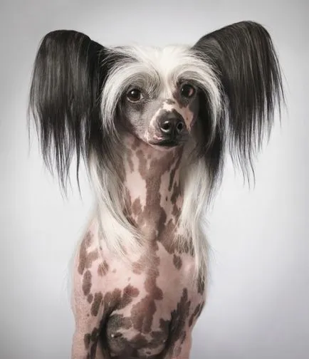 Chineză pui Crested Dog, preturi