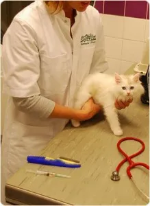 Когато е необходимо да се ваксинират котето - имунизация график за котки, първият priviki какво