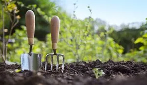 Căpșuni în conductele de plantare și cultivare, alegerea materialului, clipuri video și fotografii