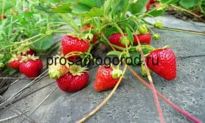 Căpșuni în conductele de plantare și cultivare, alegerea materialului, clipuri video și fotografii