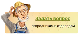 Ягоди в тръби правилното засаждане и отглеждане, изборът на материалите, видео и снимки