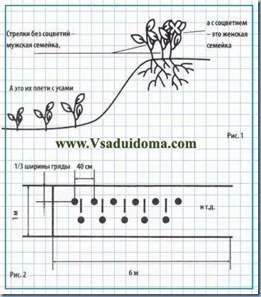 Ягоди Виктория - мъжки и женски растения, за да избера най-подходящия сайт за градината, вилата и стаята