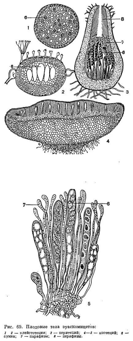 marsupialele Clasa ciuperci sau ascomycetes (Ascomycetes) - este