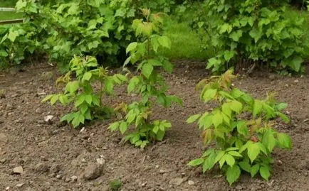 Mikor és hogyan lehet a legjobban kell repotted málna tavasszal, nyáron és ősszel egy új helyre