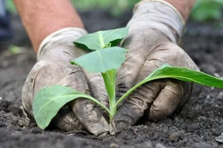 Când și cum să planteze răsaduri de varză în teren deschis