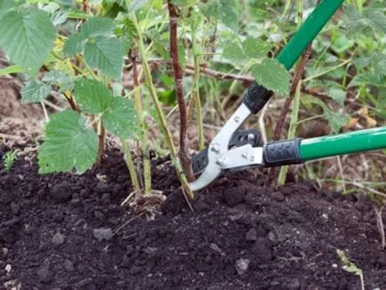 Mikor és hogyan lehet a legjobban kell repotted málna tavasszal, nyáron és ősszel egy új helyre