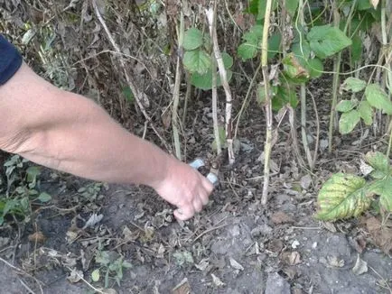 Mikor és hogyan lehet a legjobban kell repotted málna tavasszal, nyáron és ősszel egy új helyre