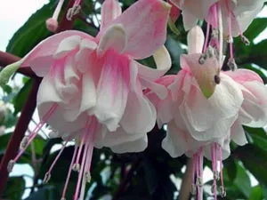 fuchsia Cameră - cultivarea și îngrijirea de udare, tăiere, transplantare, fertiliza