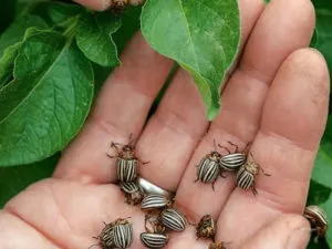 Gândacul Colorado pe tomate modul de a lupta, ce să facă și cum să se ocupe de