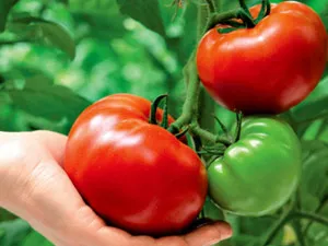 Когато за събиране на реколтата домати, Съвети за стюардеси