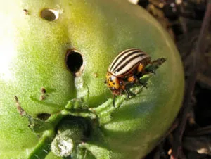 Колорадски бръмбар на домати как да се борят, какво да правят и как да се справя