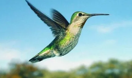 desen Hummingbird - lecții de desen