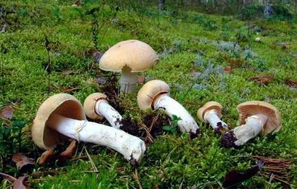 Ringed sapka (csirke gomba) leírás, előkészítése