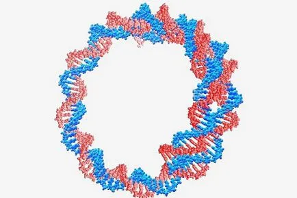 Cirkuláris DNS-molekula