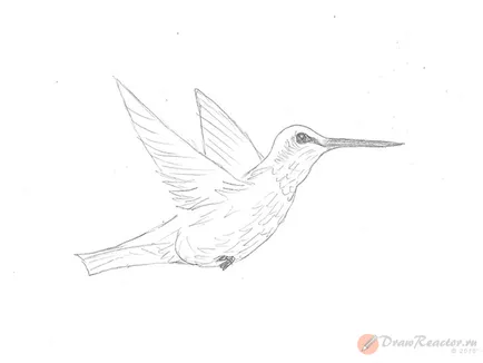 Hummingbird rajz - a tanulságok levonása