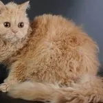 Cornish Rex tenyészet leírás, vélemény, hogy hol vásárolnak, és az ár, az időtartam az élet, a méltóság és