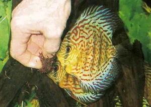 discus furaje