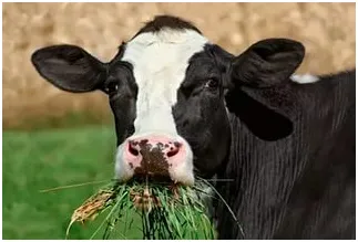 Hrănirea norme vaci de lapte și dietă pentru vară și de iarnă