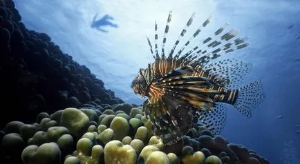 Кораловите рифове - невероятни снимки