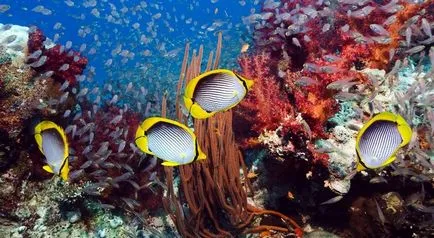 A korallzátonyok - elképesztő fotók